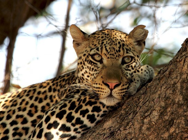 Leopard in tree - intense portrait